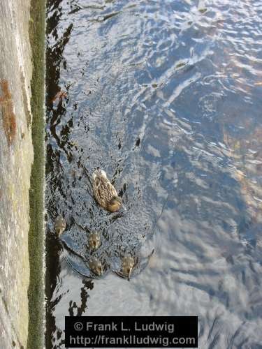 Duck Family